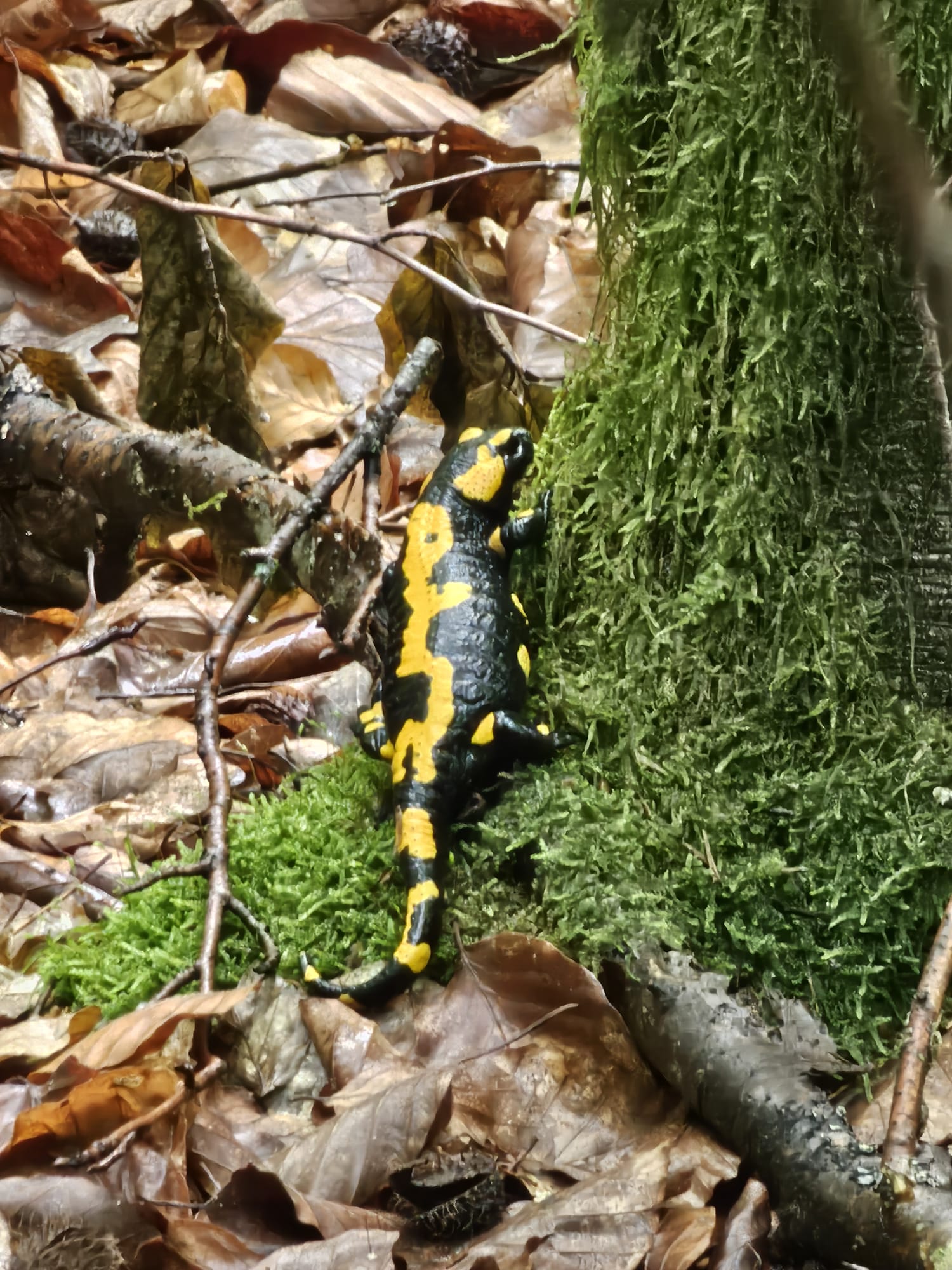 Vergrößerbares Bild